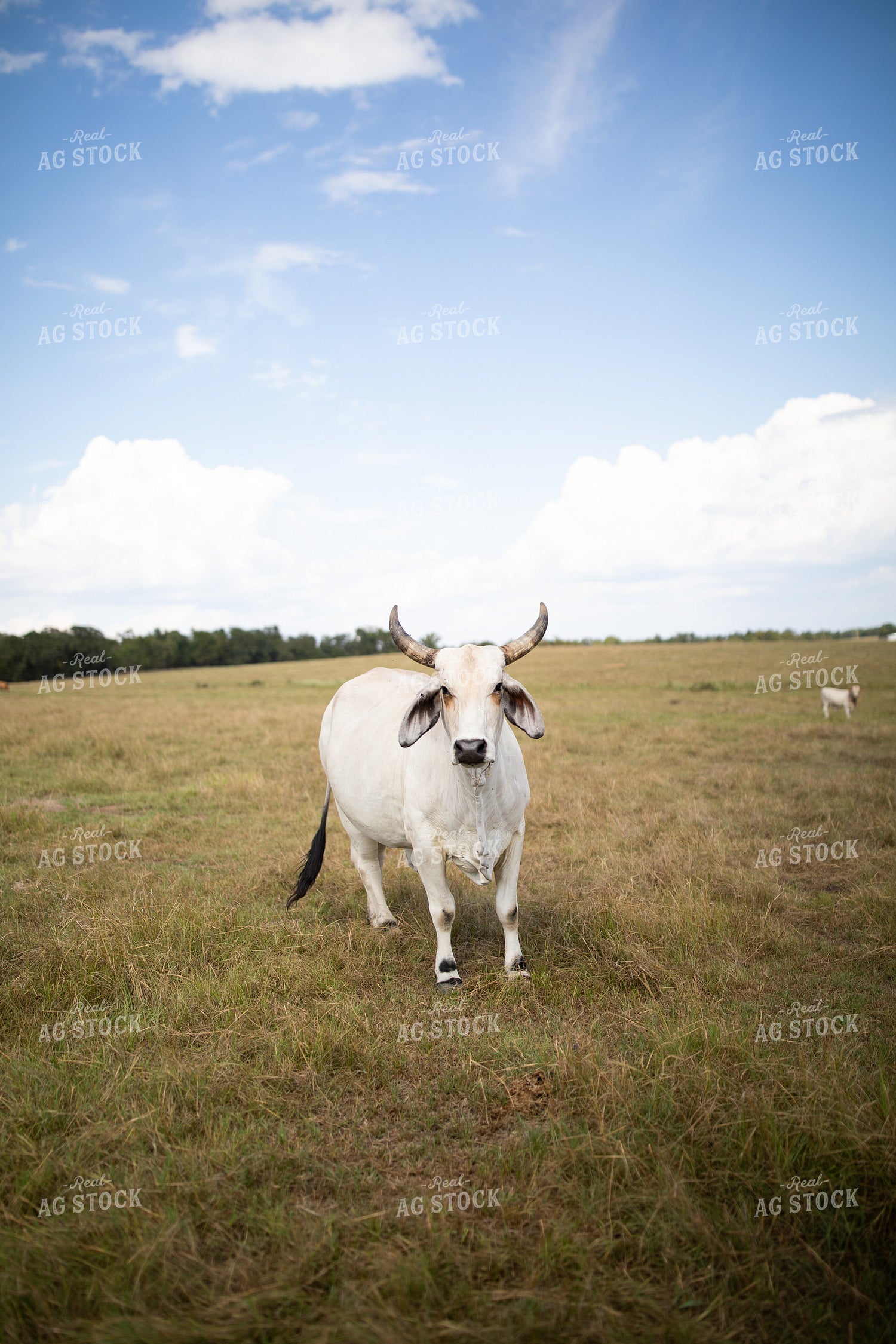 Brahman Cattle 203067