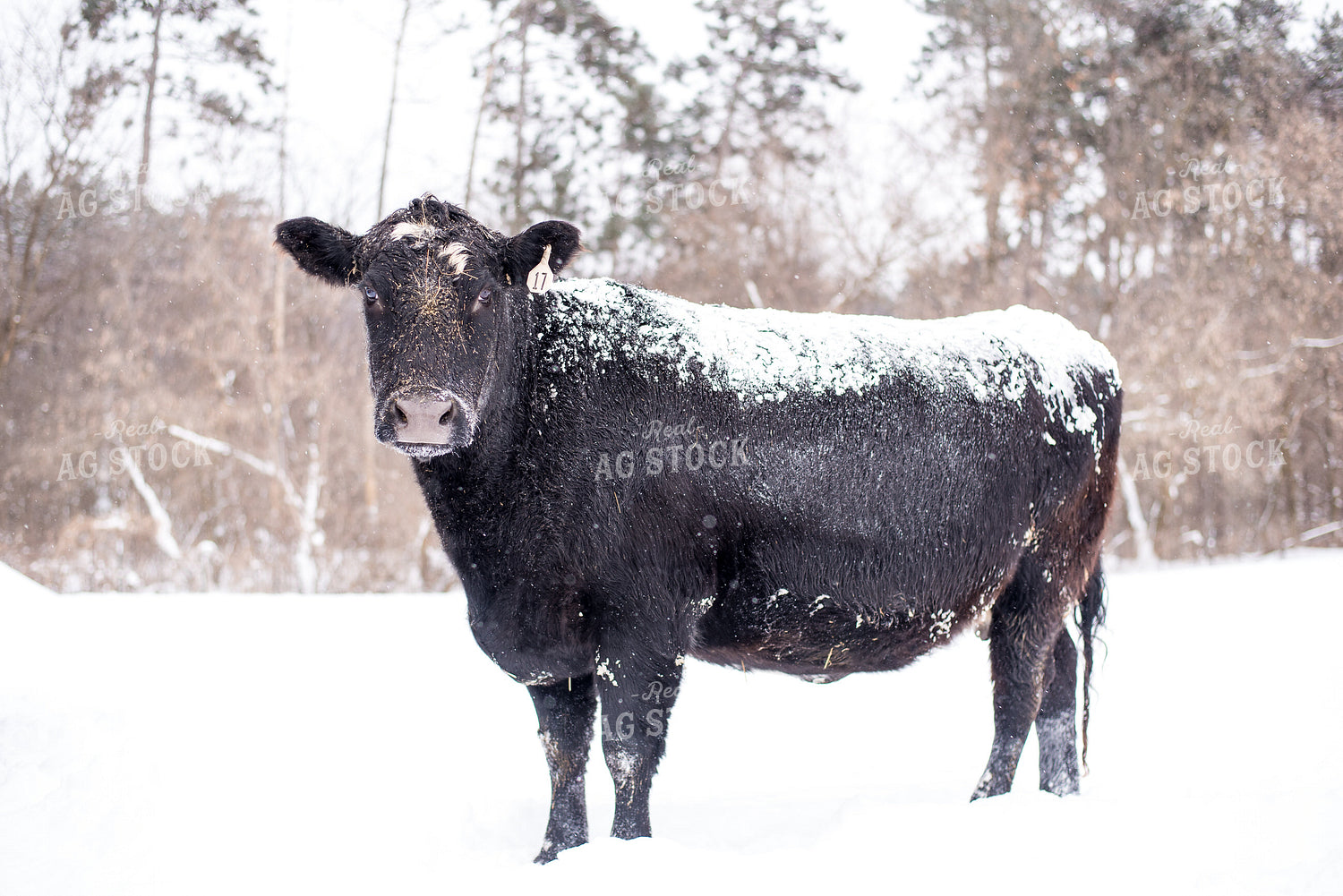 Angus Cow in Snow 74038