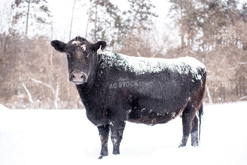 Angus Cow in Snow 74038