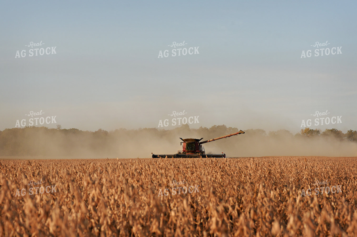 Soybean Harvest 100035