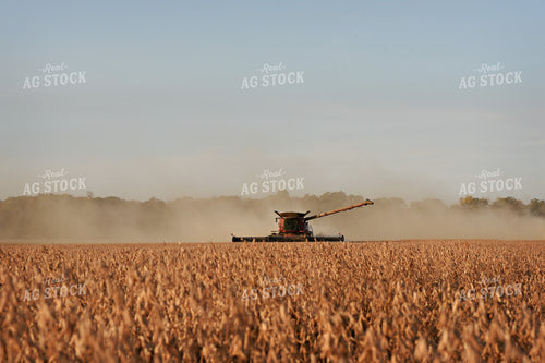 Soybean Harvest 100035