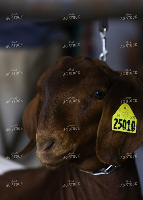 Showing Goats 160093