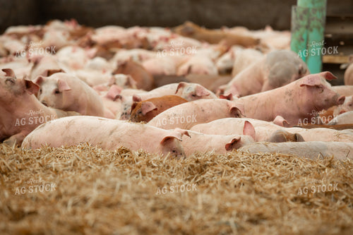 Indoor Pigs 270531