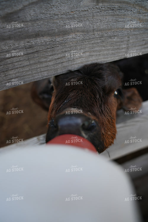 Careful Feeding of a Calf Through a Fence on the Farm 65300