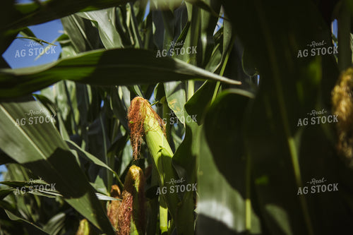 Mid-Season Corn Field 268156
