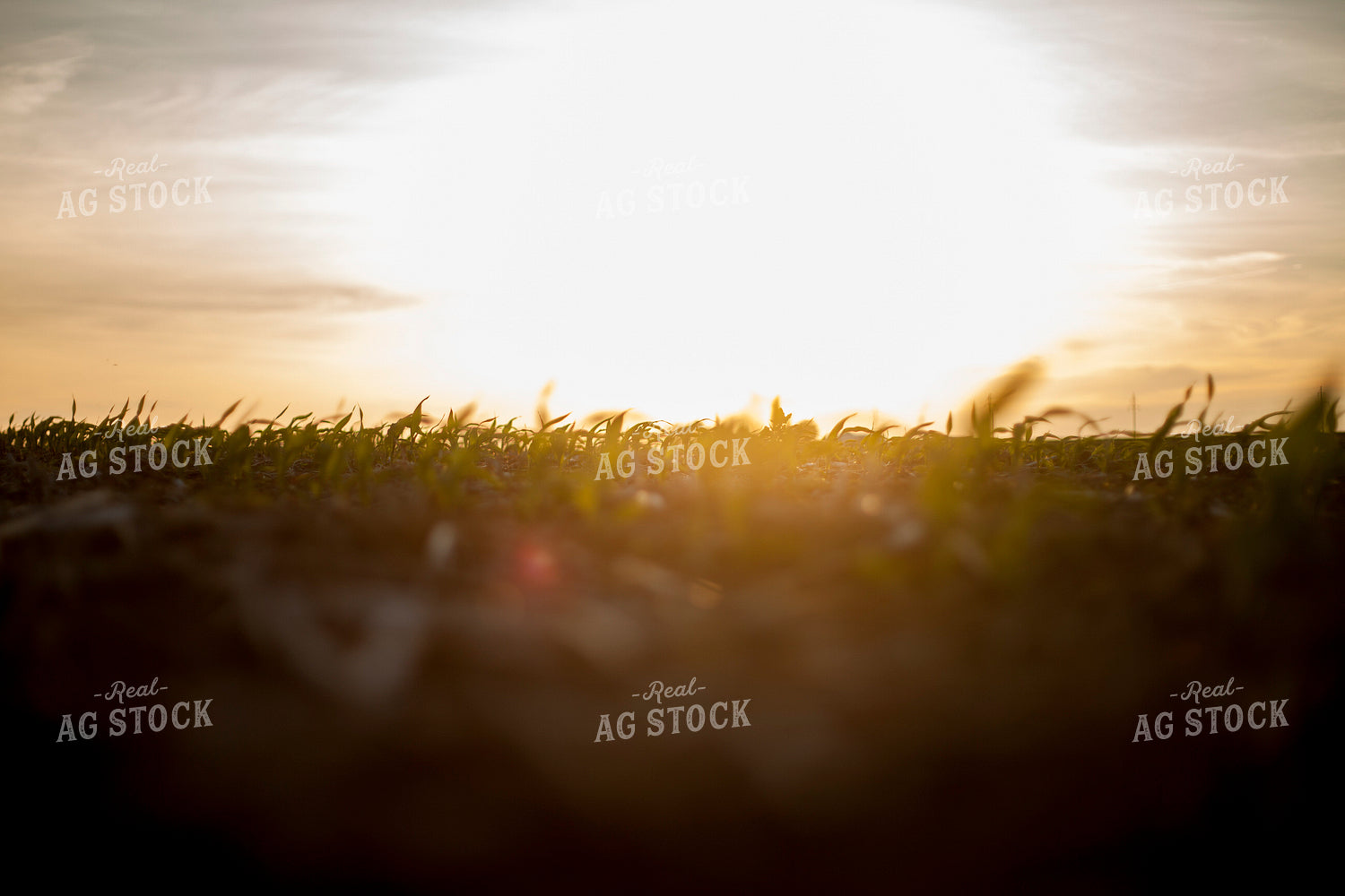 Corn - Early Growth 1161