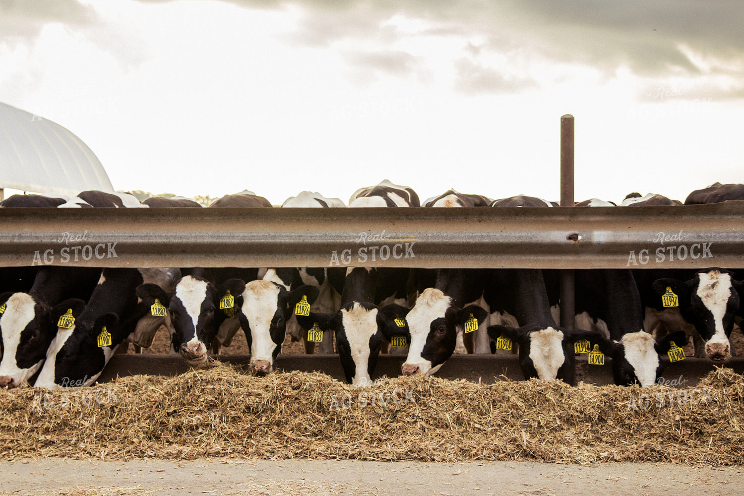 Holstein Cattle in Lot 67398