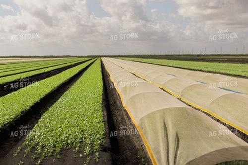 Spring Mix Lettuce Field 7335