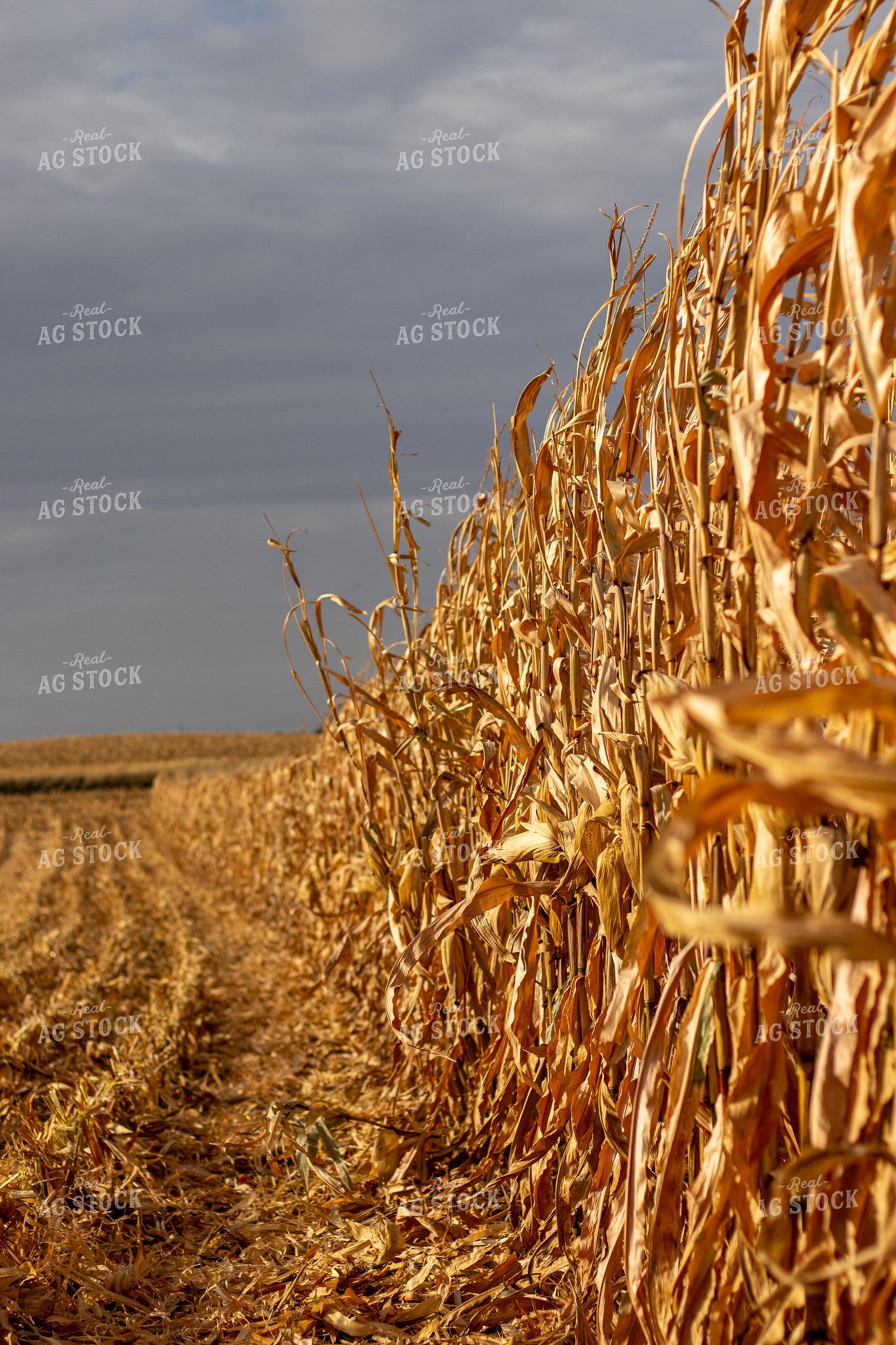 Dried Corn Field 67155