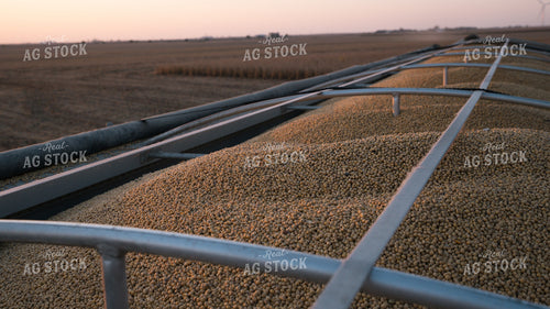 Soybeans in Semi Trailer 26063