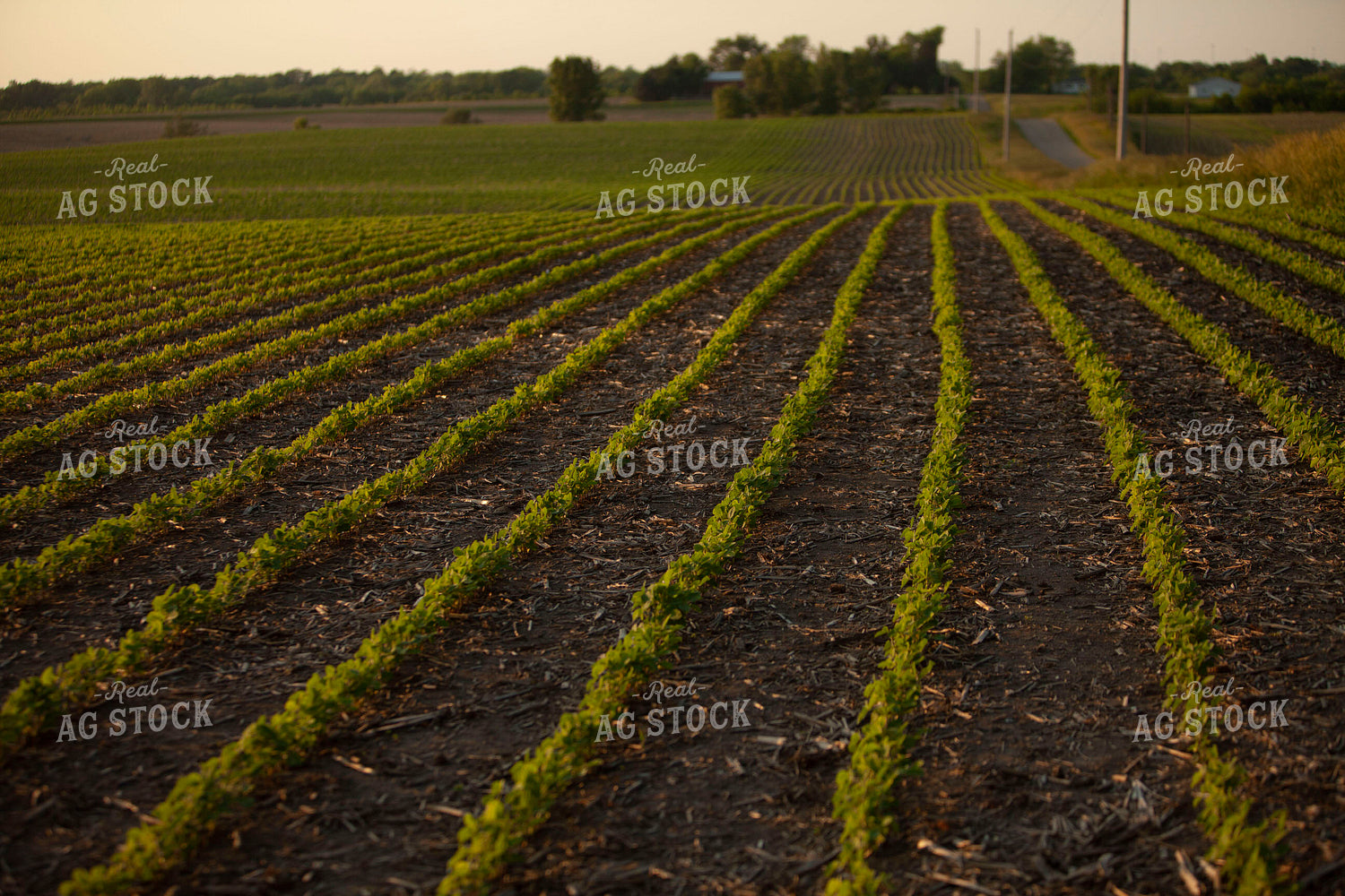 Soybeans - Mid-Season 1494