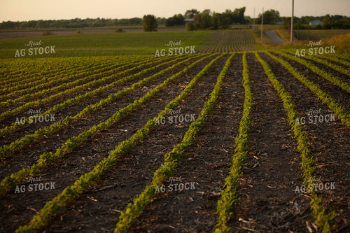 Soybeans - Mid-Season 1494