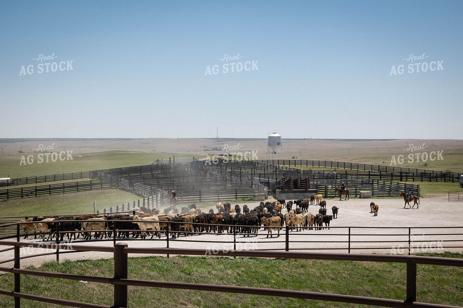 Loading Cattle at Feedyard 219030