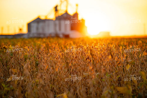 Dried Soybean Field at Sunset 136182