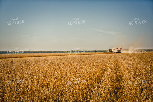 Soybean Harvest 153000