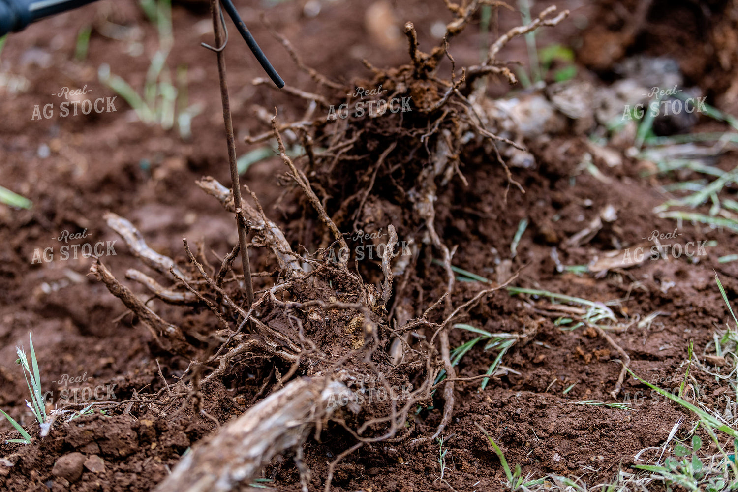 Roots in Vineyard Grape Production 107058