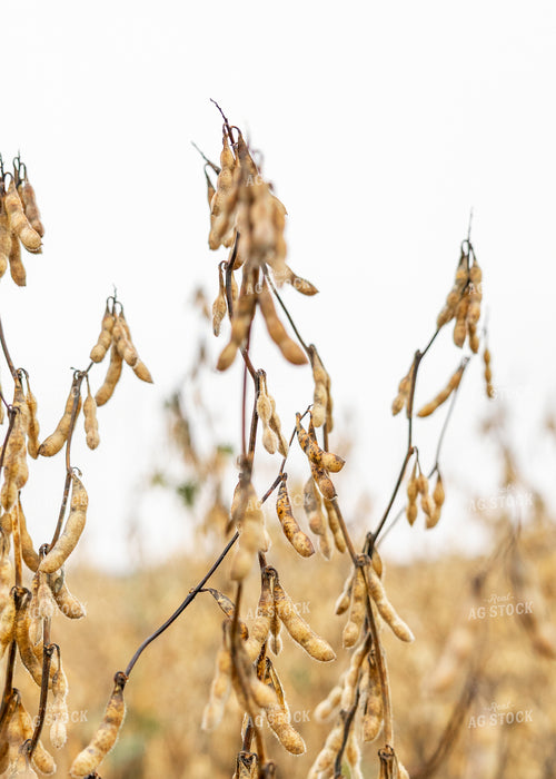Dried Soybean Pods 264062