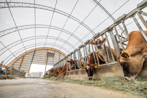 Jersey Cattle Eating in Barn 270456