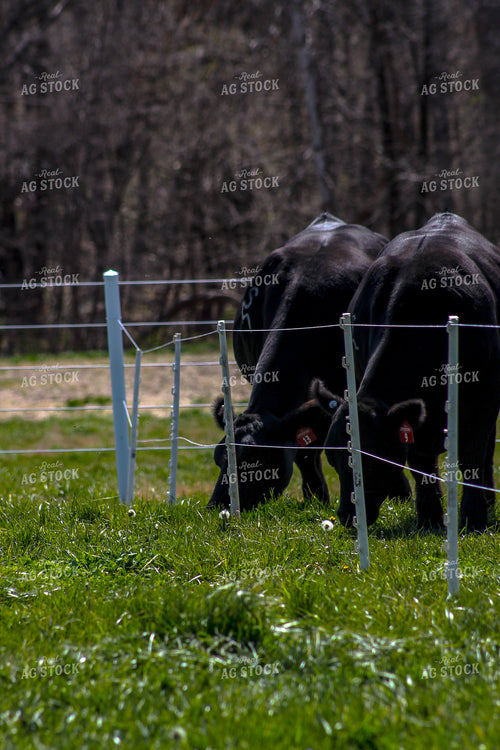 Angus on Pasture 217000