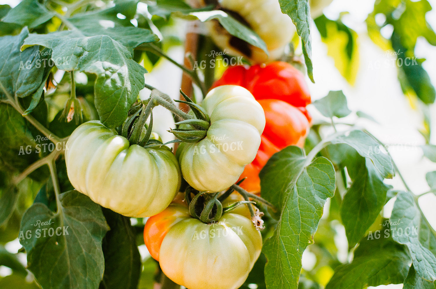 Tomato Plant 125003