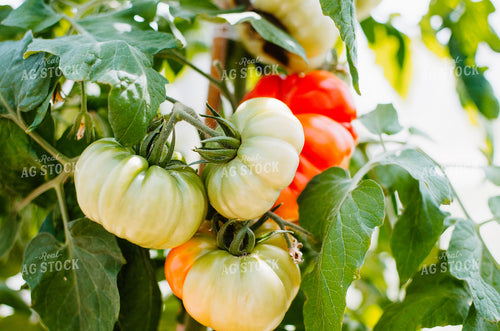 Tomato Plant 125003