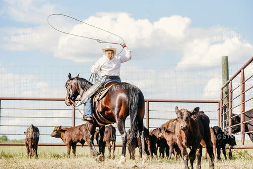 Cattleman Roping Cattle 64328