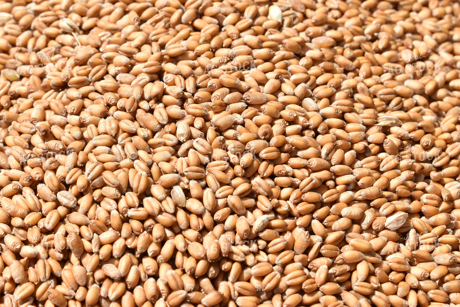 Wheat Kernels Close Up 84022