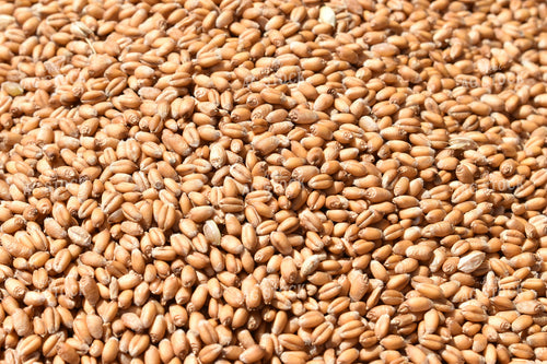Wheat Kernels Close Up 84022