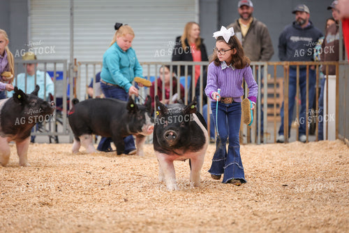 Showing Pigs 52308