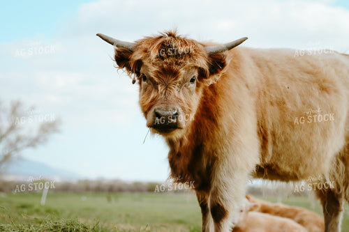 Highland Cattle 83056