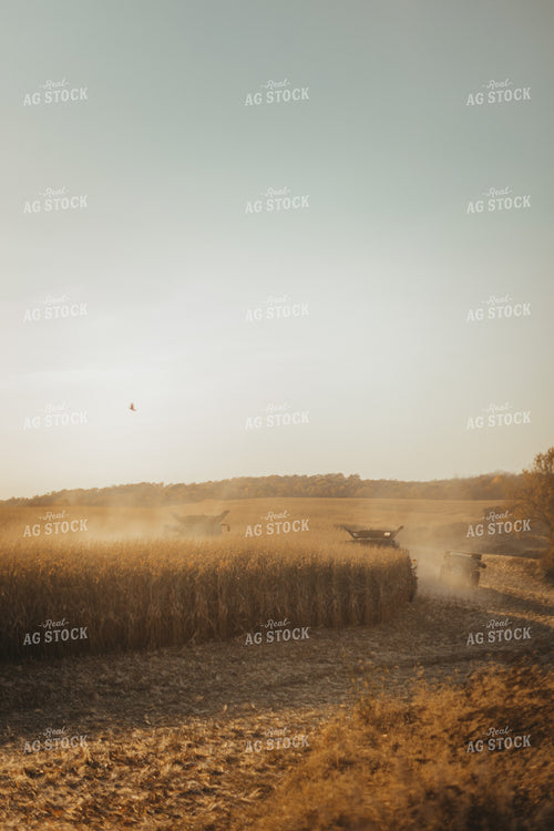 Corn Harvest 9486
