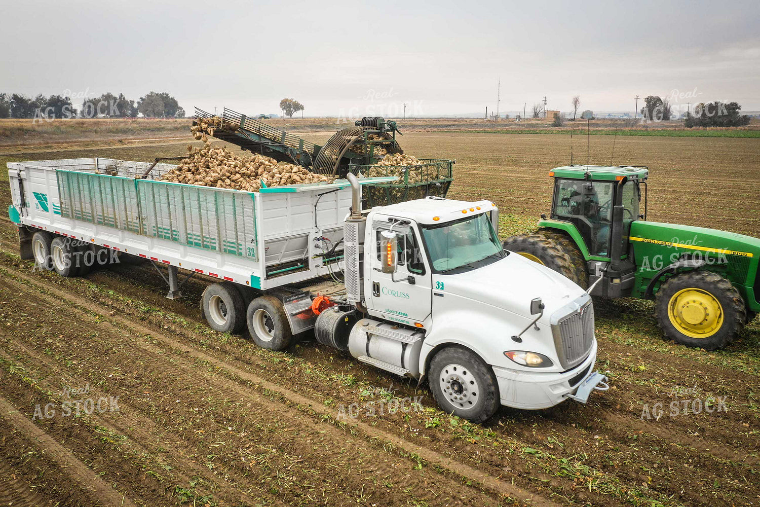 Sugar Beet Harvest 56491