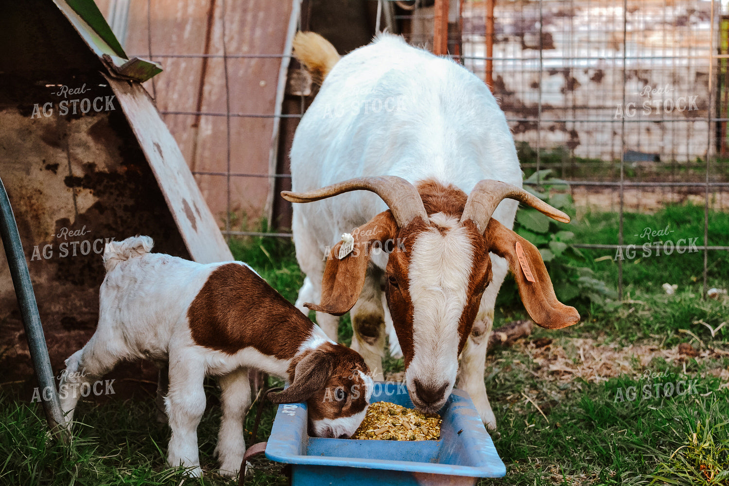 Goat and Kid Eating 125062