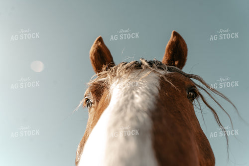 Head of a Horse 58228