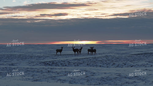 Deer on Snowy Field 239567