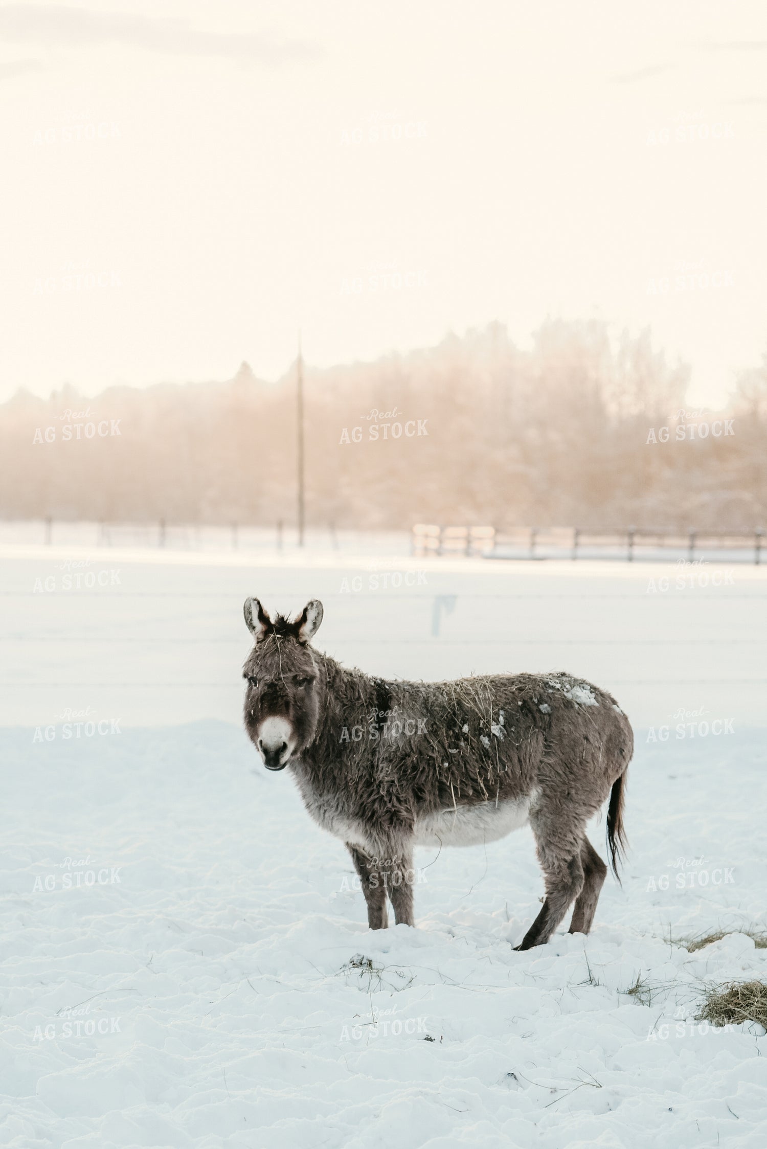 Donkey in Snowy Pasture 64308