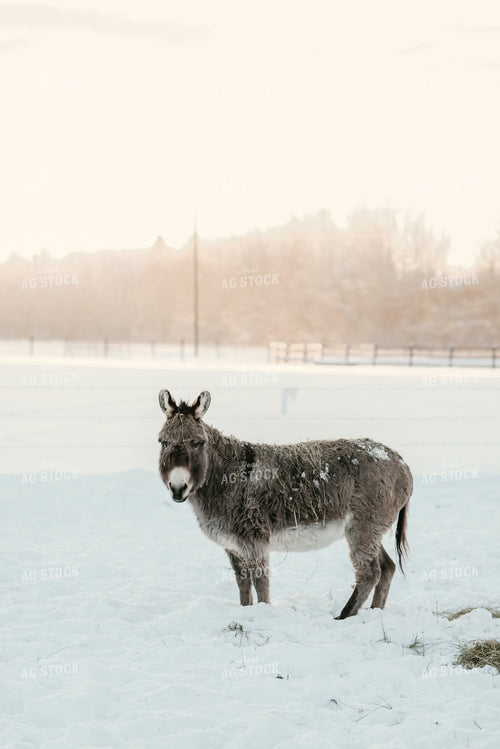 Donkey in Snowy Pasture 64308