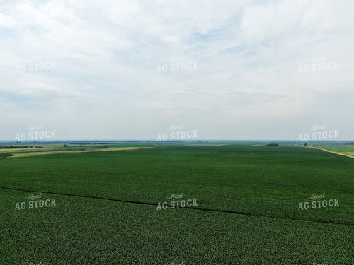 Corn Field 141014