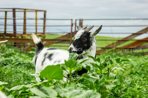 Nigerian Dwarf Goat 155231