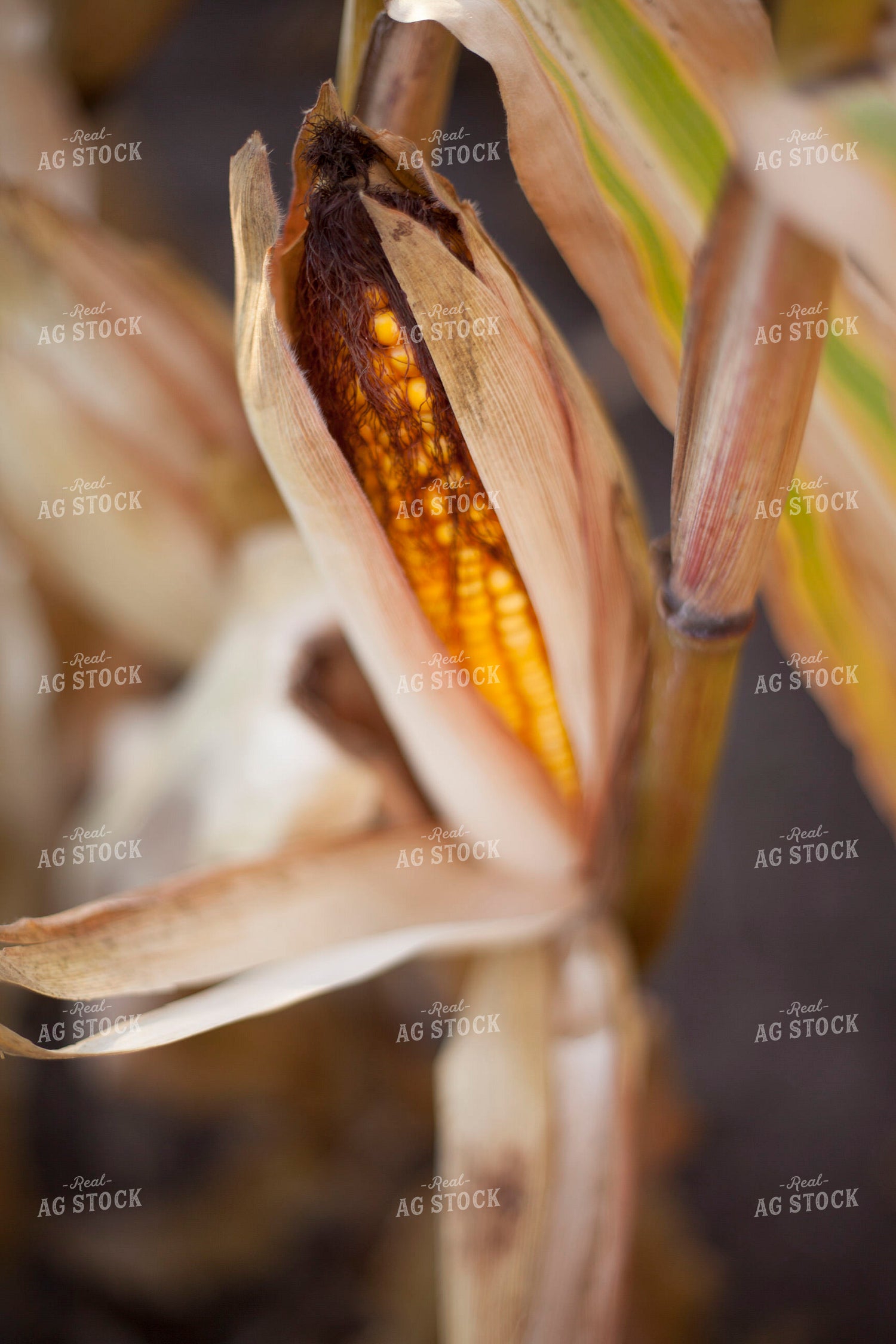 Corn - Dry 1358