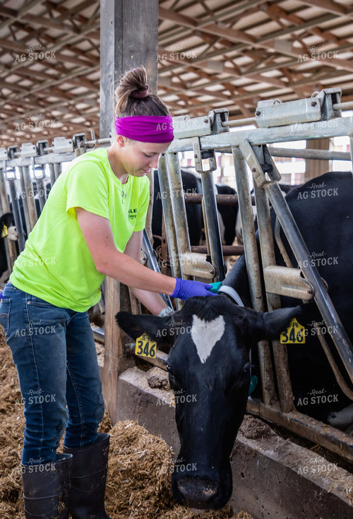 Female Farmer with Holstein Cow 152213