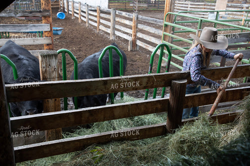 Female Rancher Feeding Cattle 117101