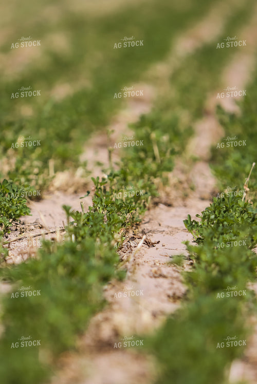 Young Alfalfa Field 83032