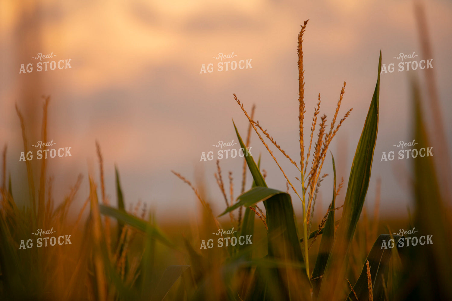 Corn - Mid-Season 2284