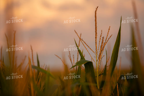 Corn - Mid-Season 2284