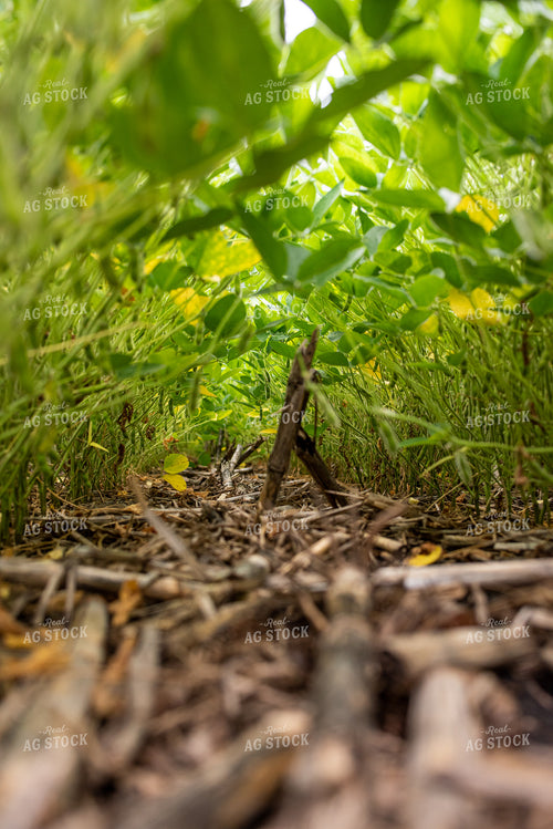In Between Rows of Soybeans 76271