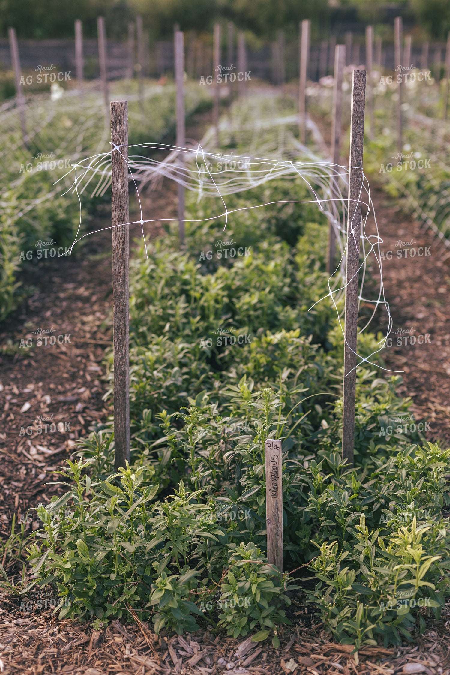 Garden 162028