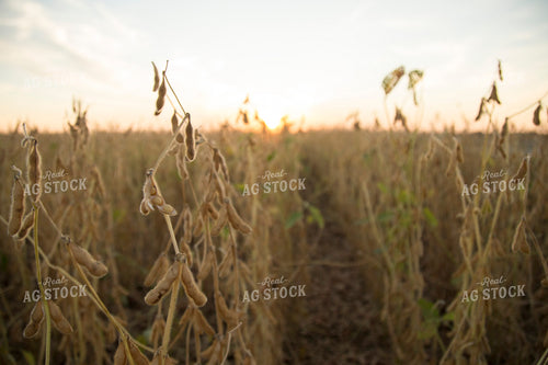 Dried Soybean Field 93113