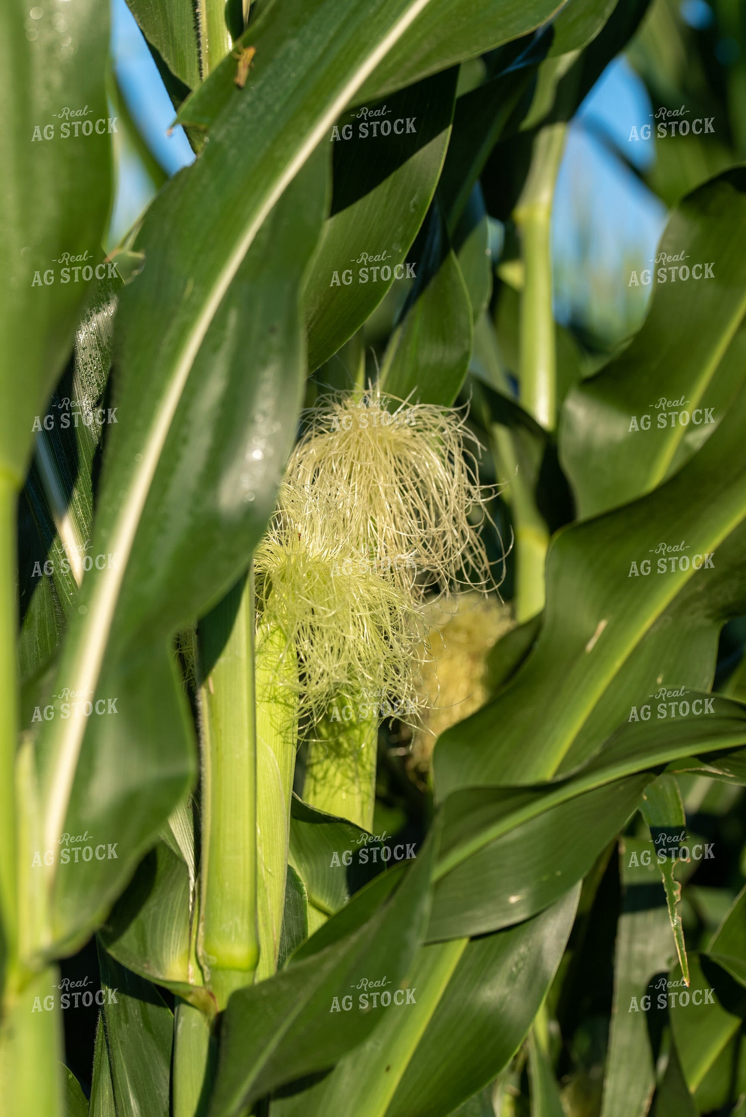 Corn Plant with Silks 76238