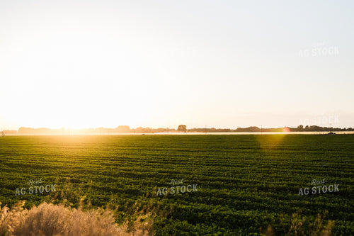 Alfalfa Field at Sunset 83065